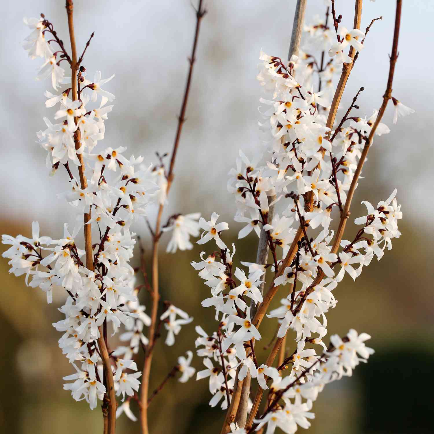 Schneeforsythie
