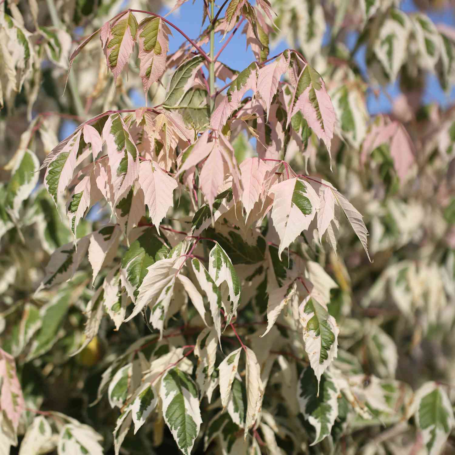 Eschenahorn 'Flamingo' Eschenahorn 'Flamingo'