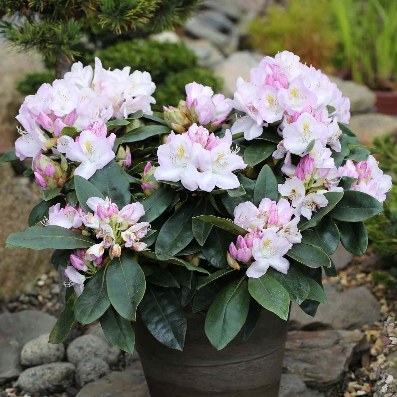 Rhododendron 'Gomer Waterer'