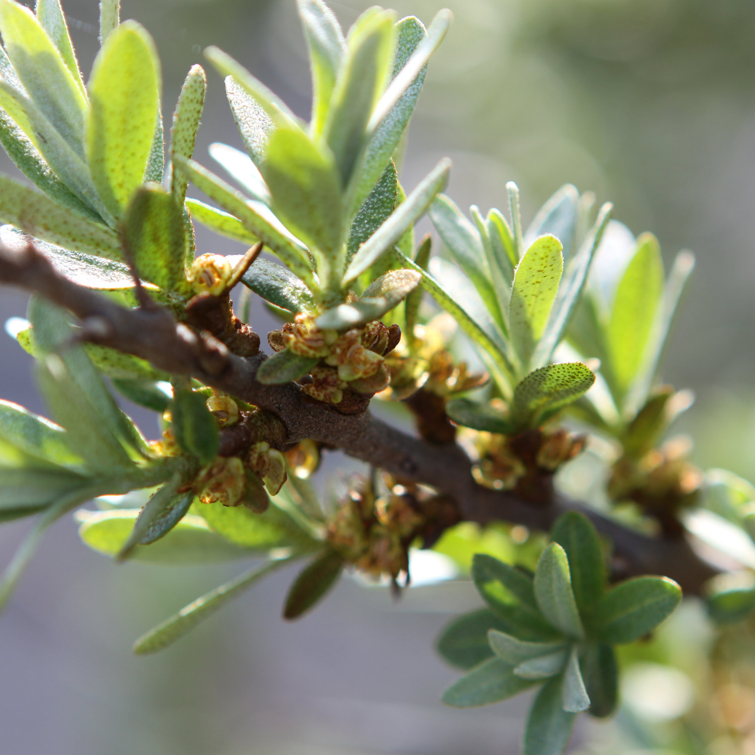 Befruchter-Sanddorn 'Tarmo'