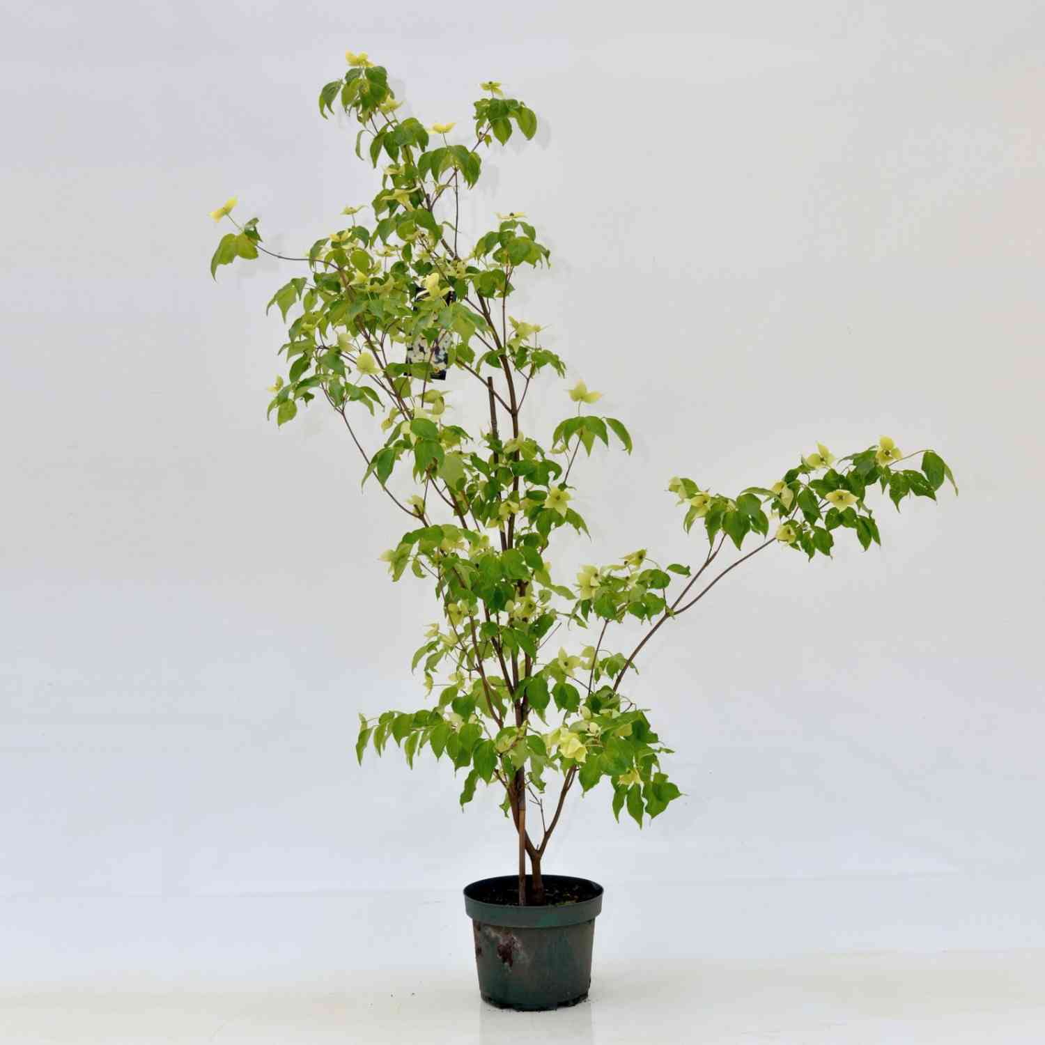 Blumen-Hartriegel 'China Girl' Blumen-Hartriegel 'China Girl'