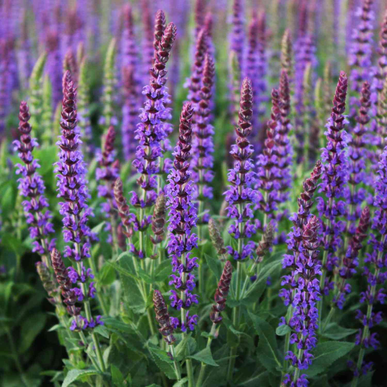 Garten-Salbei 'Ostfriesland' Garten-Salbei 'Ostfriesland'