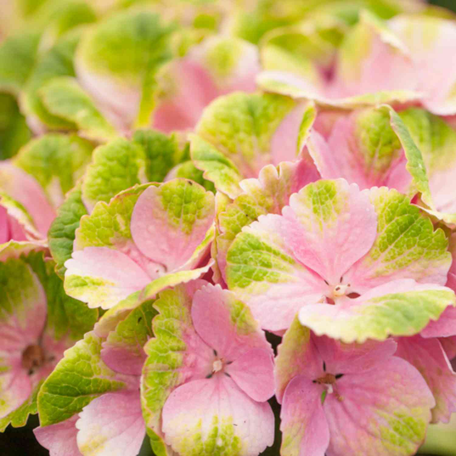 4-Jahreszeiten-Hortensie 'Magical® Amethyst Blau'