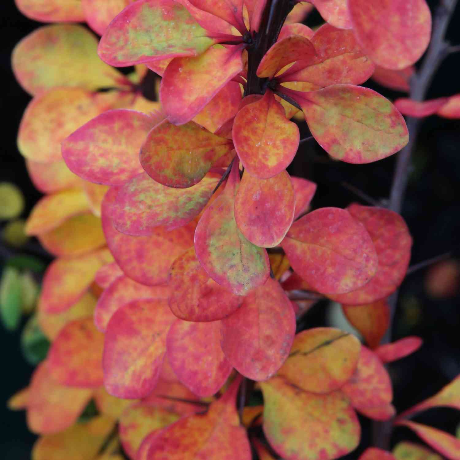 Blutberberitze 'Atropurpurea'