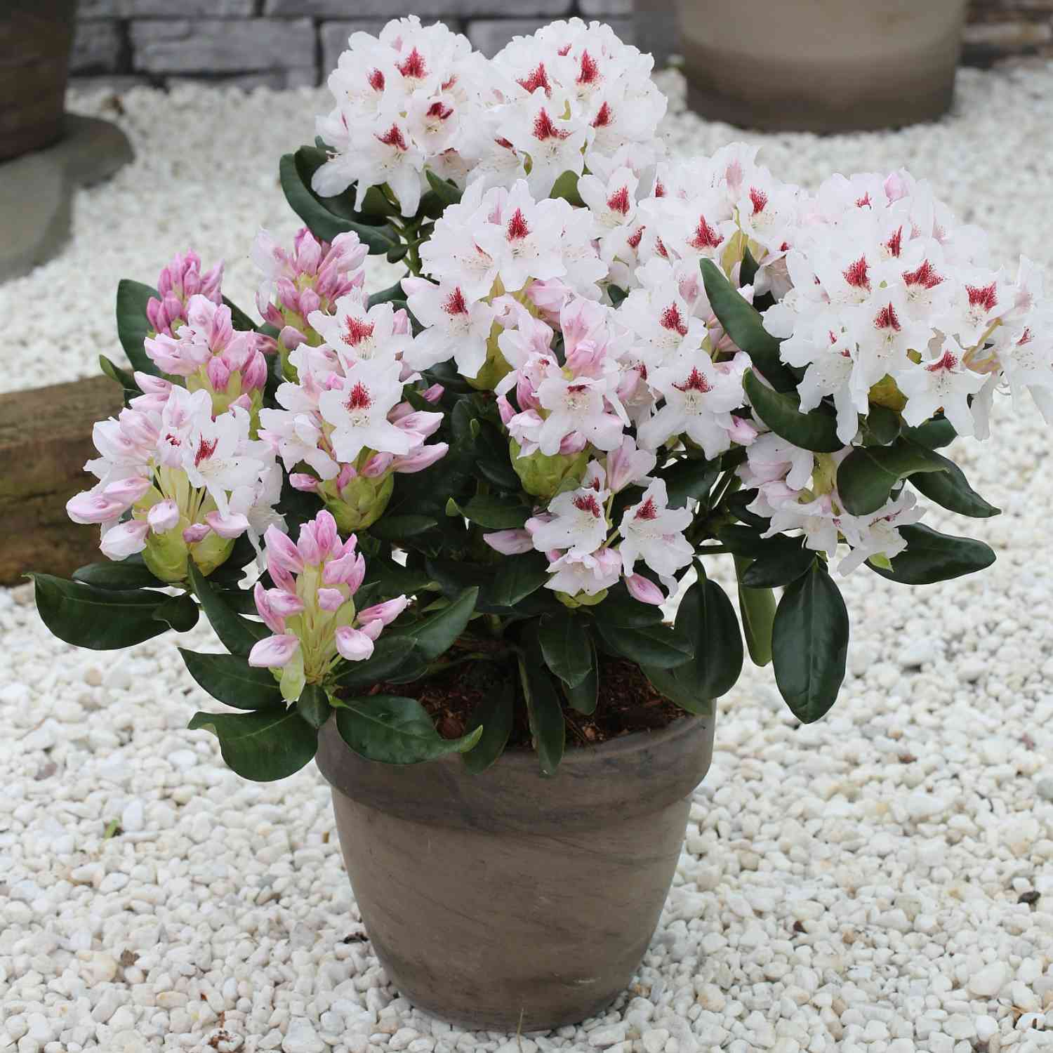 Rhododendron 'Schneeauge'