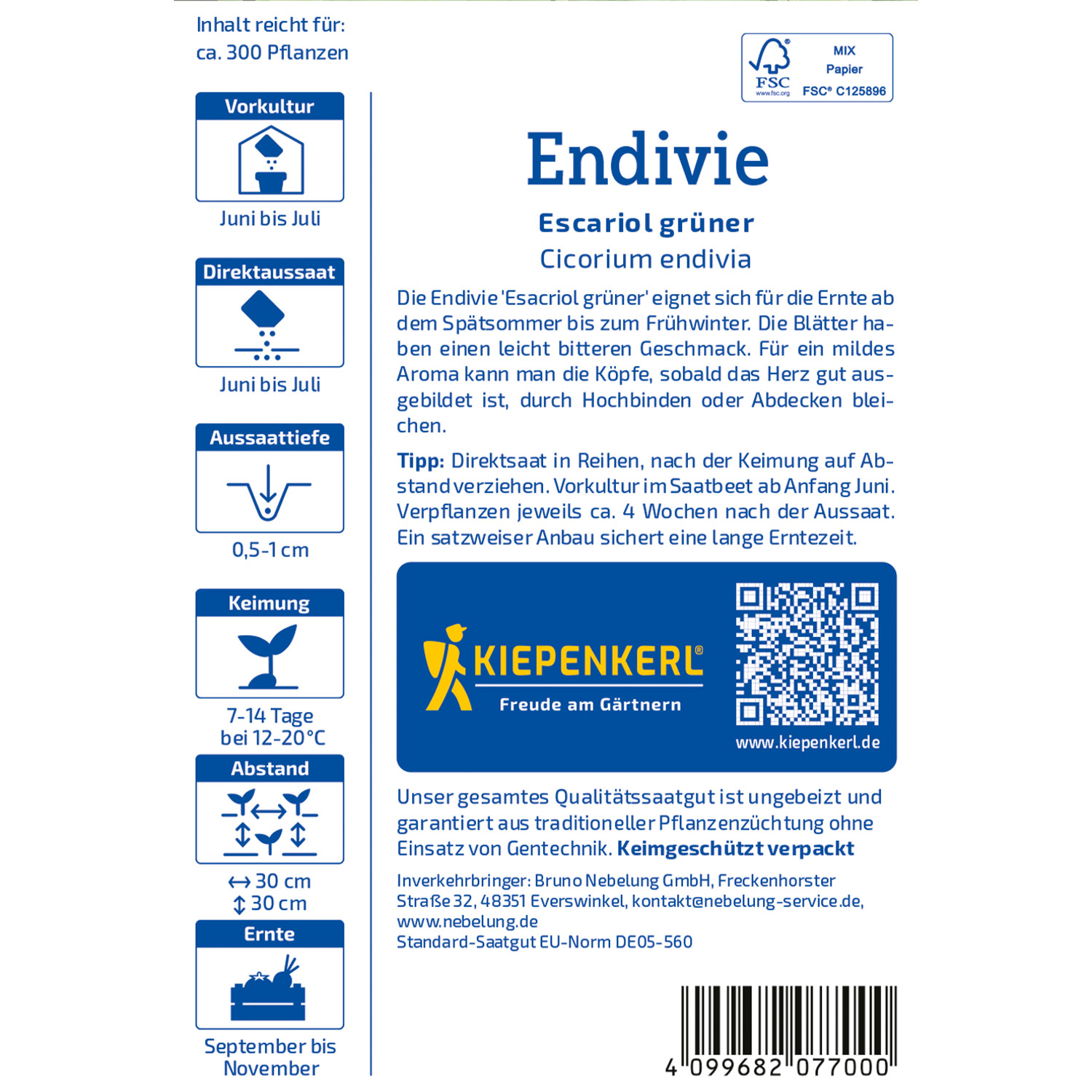 Endiviensalat 'Escariol grüner'