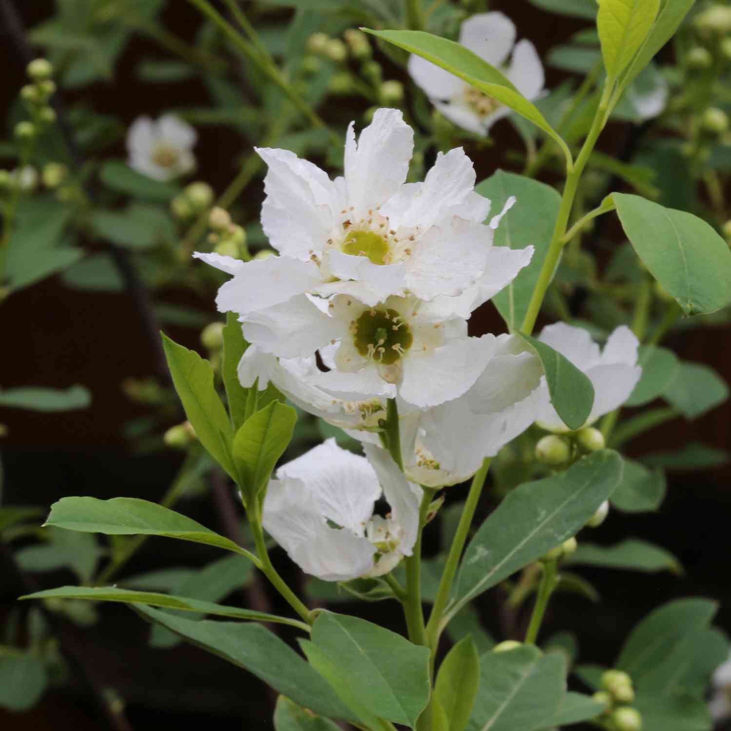 Prunkspiere 'Niagara' Prunkspiere 'Niagara'