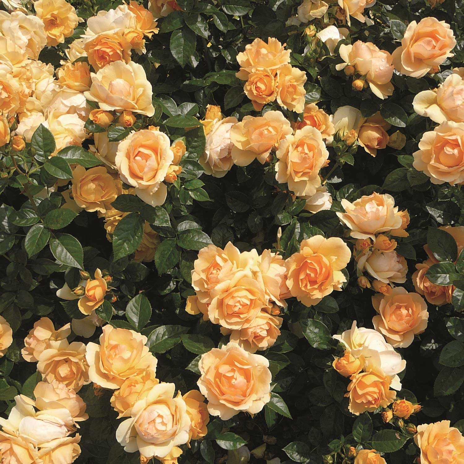 Beetrose 'Hansestadt Rostock' Beetrose 'Hansestadt Rostock'