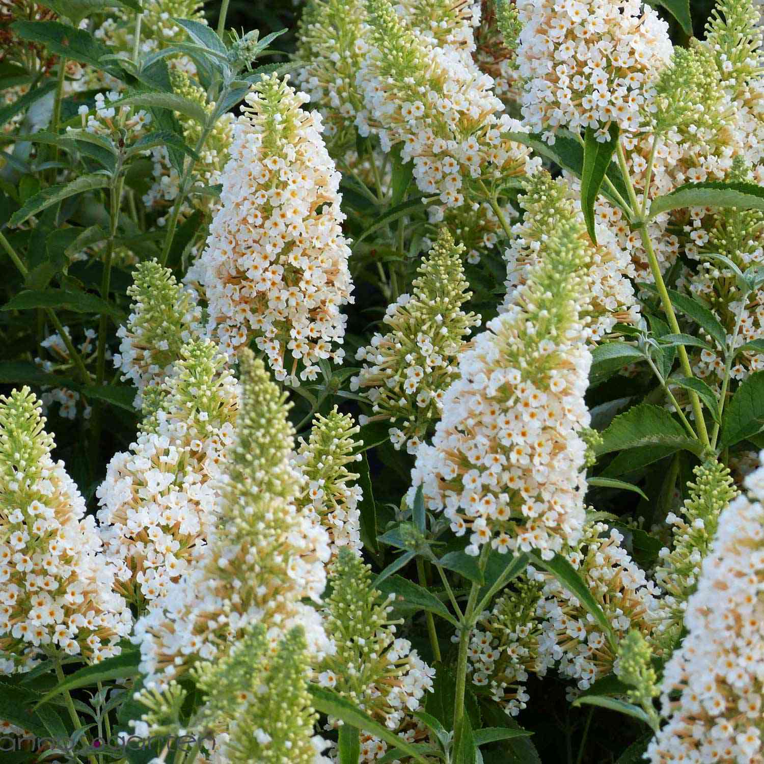 Zwerg-Schmetterlingsflieder 'BUZZ Ivory'