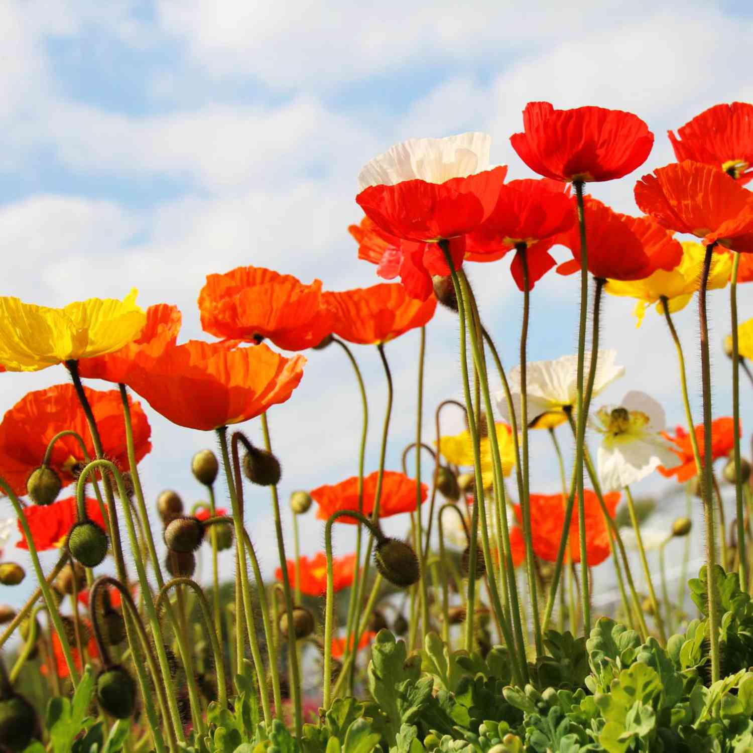 Islandmohn 'Gartenzwerg' Islandmohn 'Gartenzwerg'
