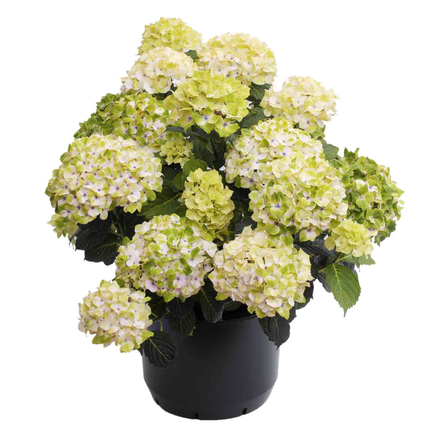 Hortensie Magical® 'Noblesse'