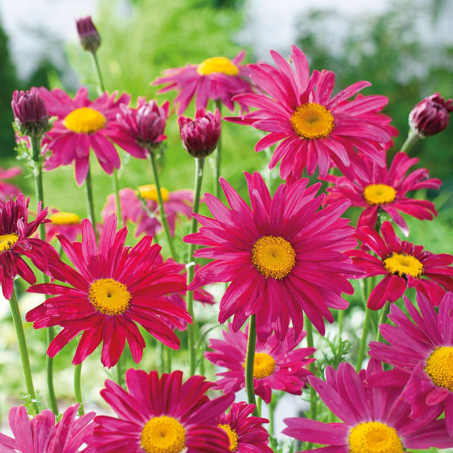 Bunte Margerite Robinsons Rot Lieferform: Im 9 cm Topf