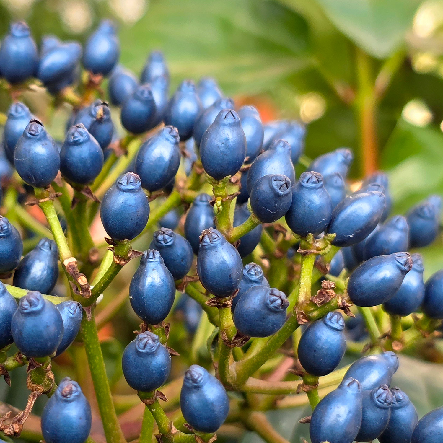 Lorbeer-Schneeball 'Rock 'n Rolla®' Lorbeer-Schneeball 'Rock 'n Rolla®'
