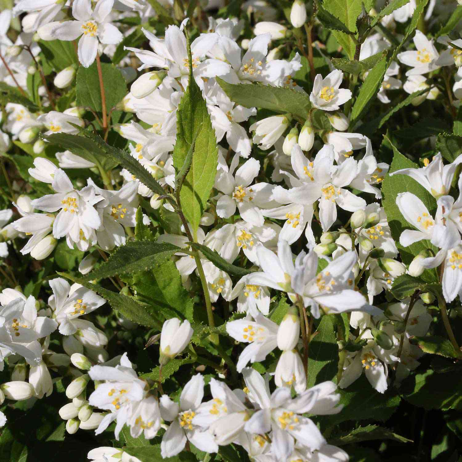 Maiblumenstrauch 'Yuki Snowflake®'