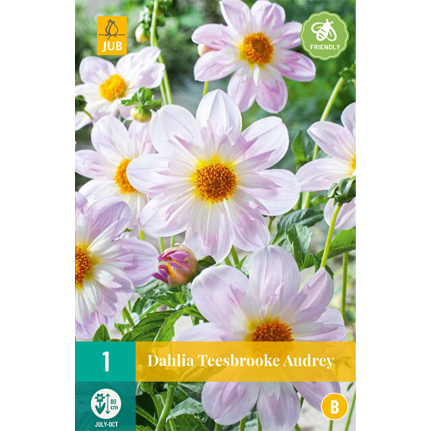 Kategorie <b>Produkt ohne Kategoriezuordnung </b> - Halskrausen-Dahlie 'Teesbrooke Audrey' - 1 Stück Liefergröße: Zwiebelgröße I - Dahlia 'Teesbrook Audrey'