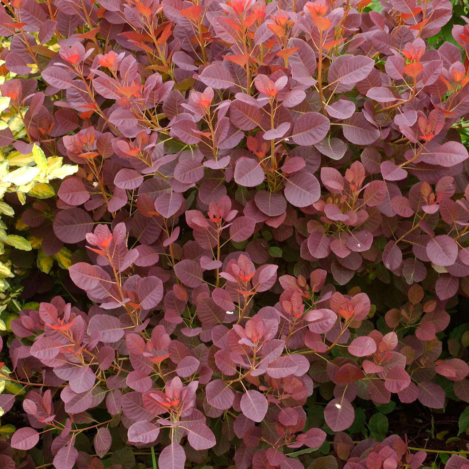 Perückenstrauch 'Royal Purple'