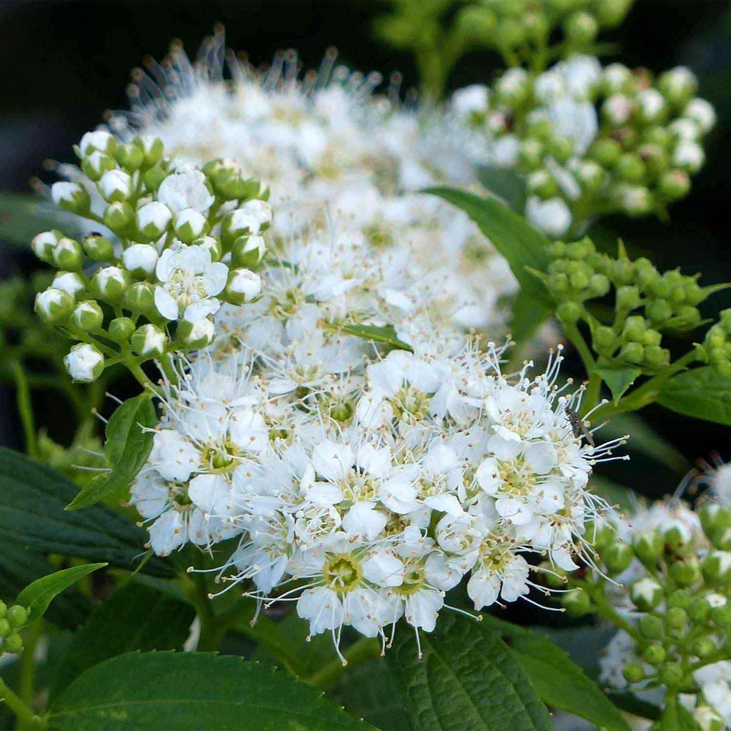 Weiße Zwergspiere 'Albiflora'