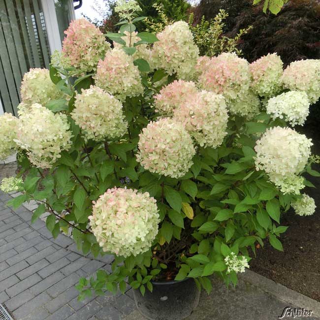 Rispenhortensie 'Limelight'