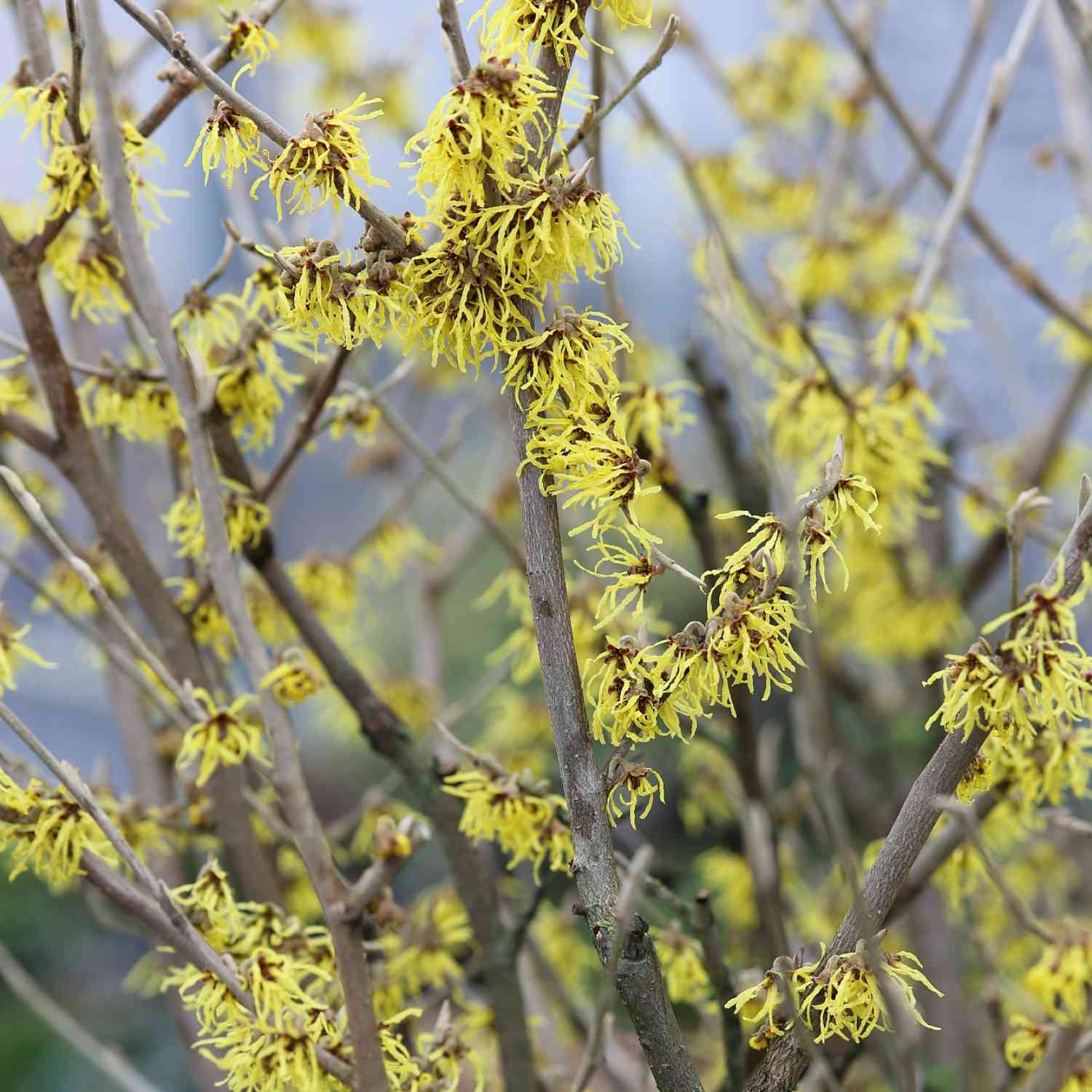 Zaubernuss 'Westerstede' Zaubernuss 'Westerstede' C 3 30 - 40