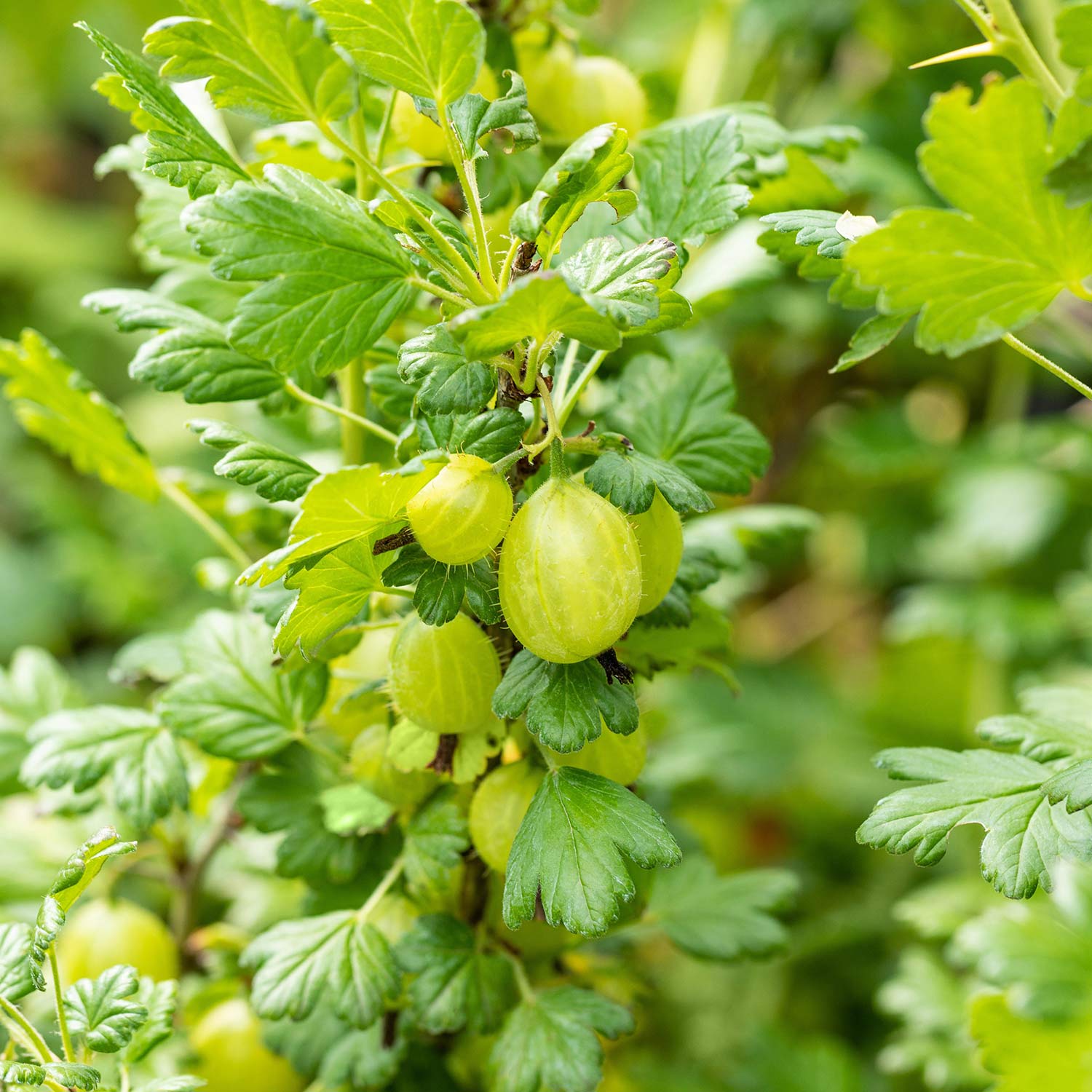 Stachelbeere 'Crispa® Greenling®' Lieferform: Im 3 Liter Topf