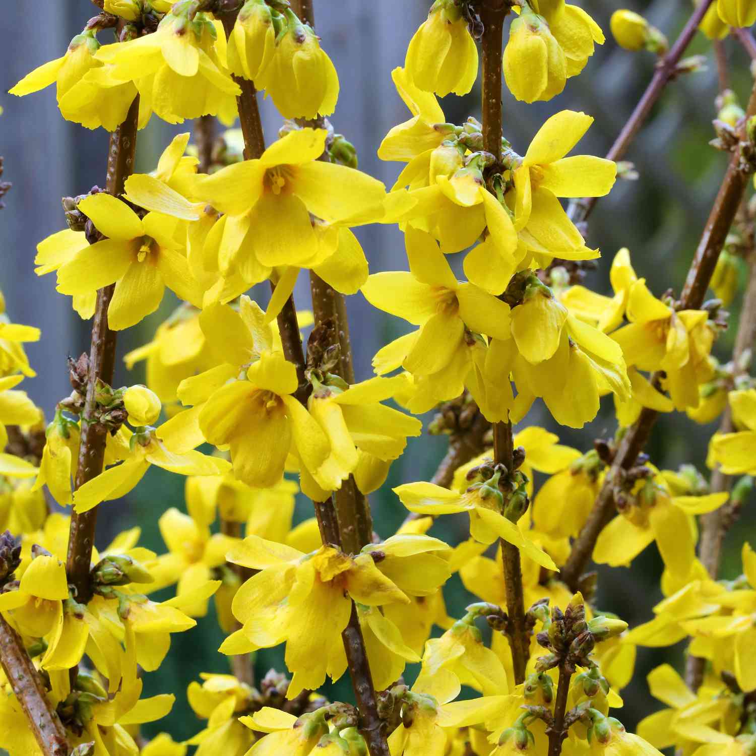 Goldglöckchen 'Goldrausch' Goldglöckchen 'Goldrausch'