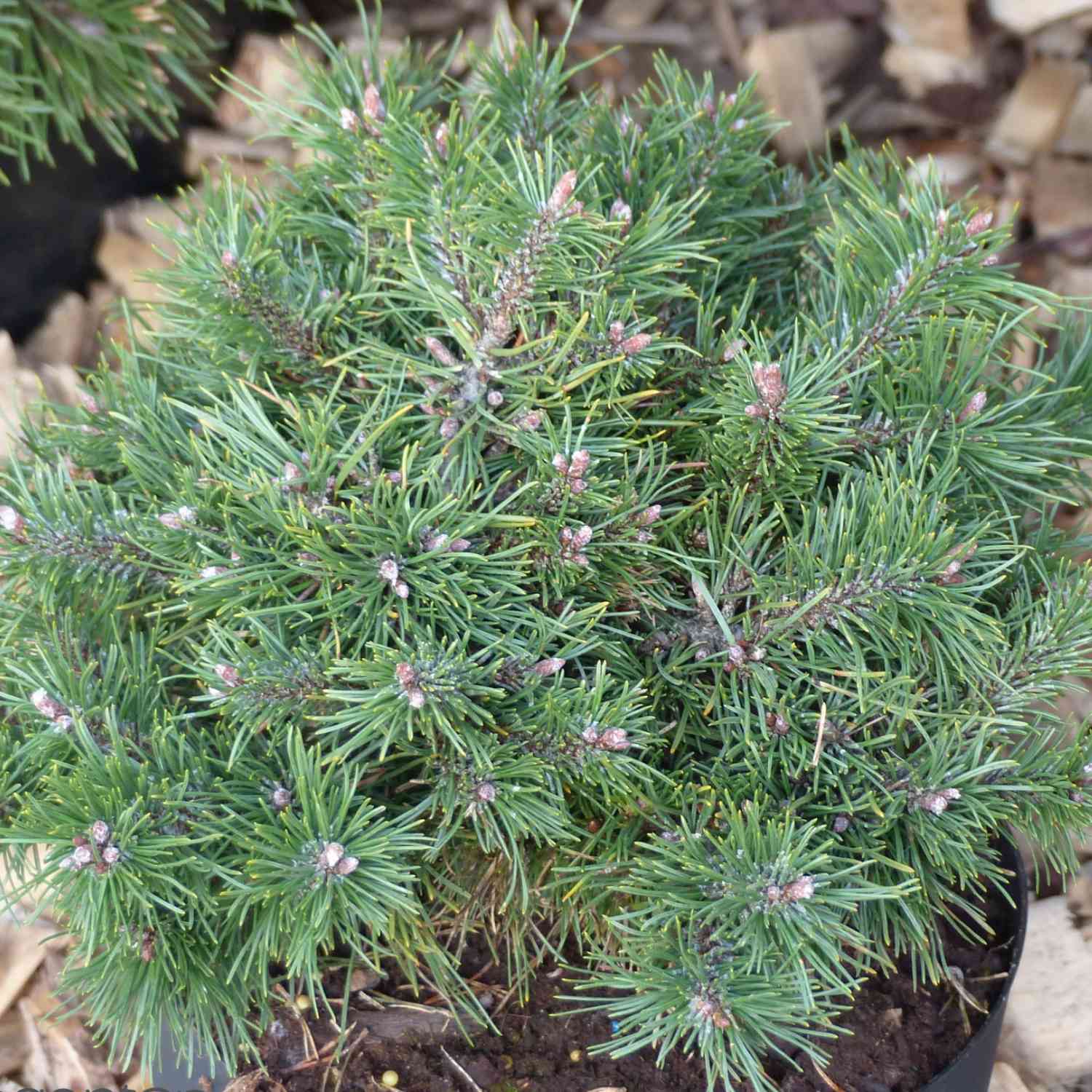 Nadelbäume u. Koniferen - Zwerg-Kiefer 'Humpy' Liefergröße: 20-25 cm - Pinus mugo 'Humpy'