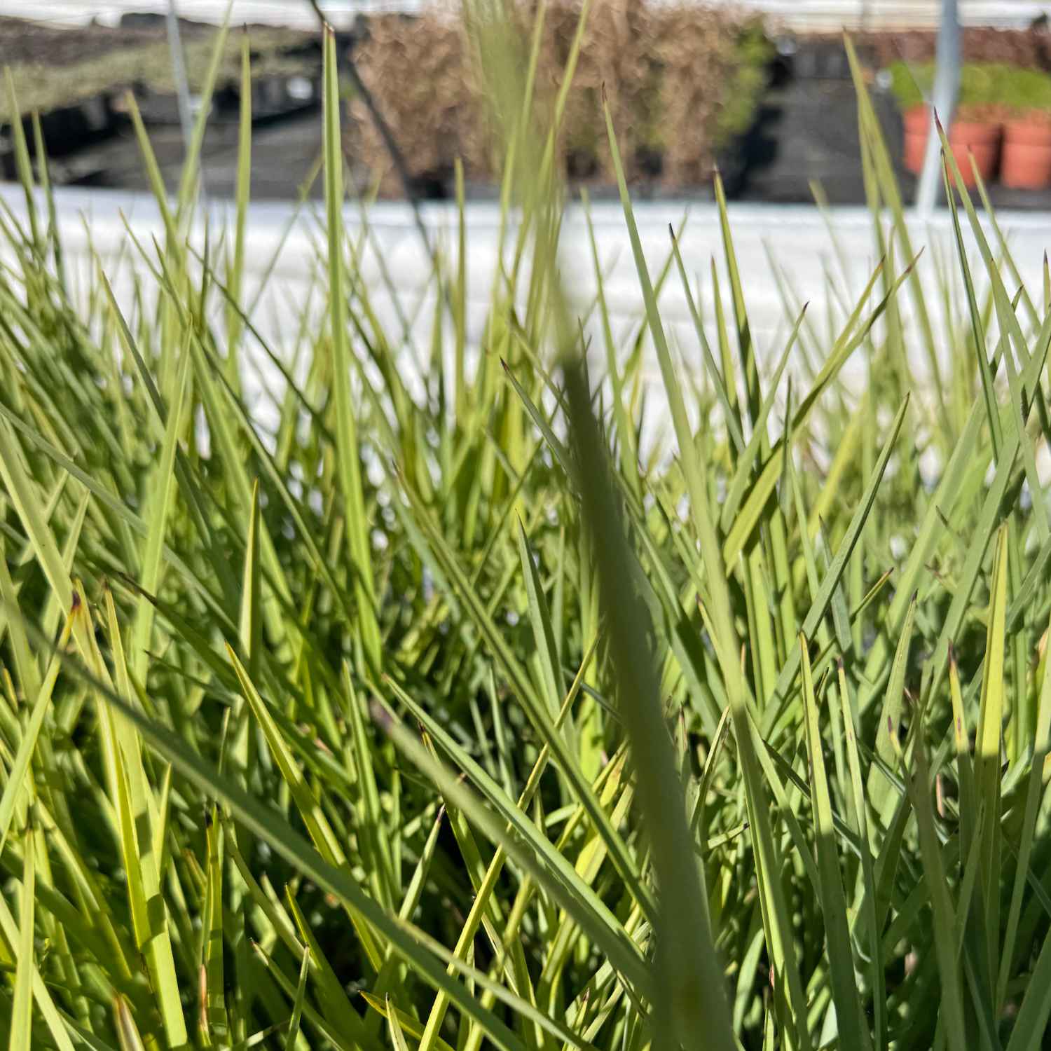 Flachslilie 'Coolvista'