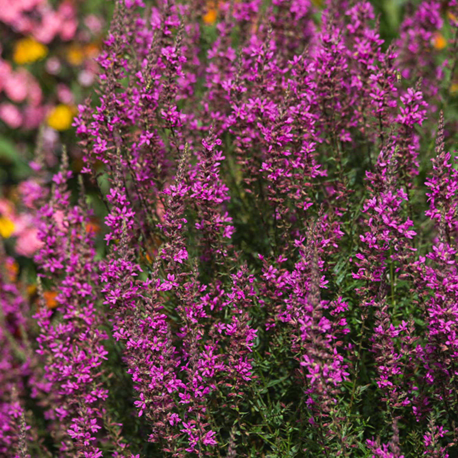 Ruten-Weiderich 'Dropmore Purple' Lieferform: Im 9 cm Topf
