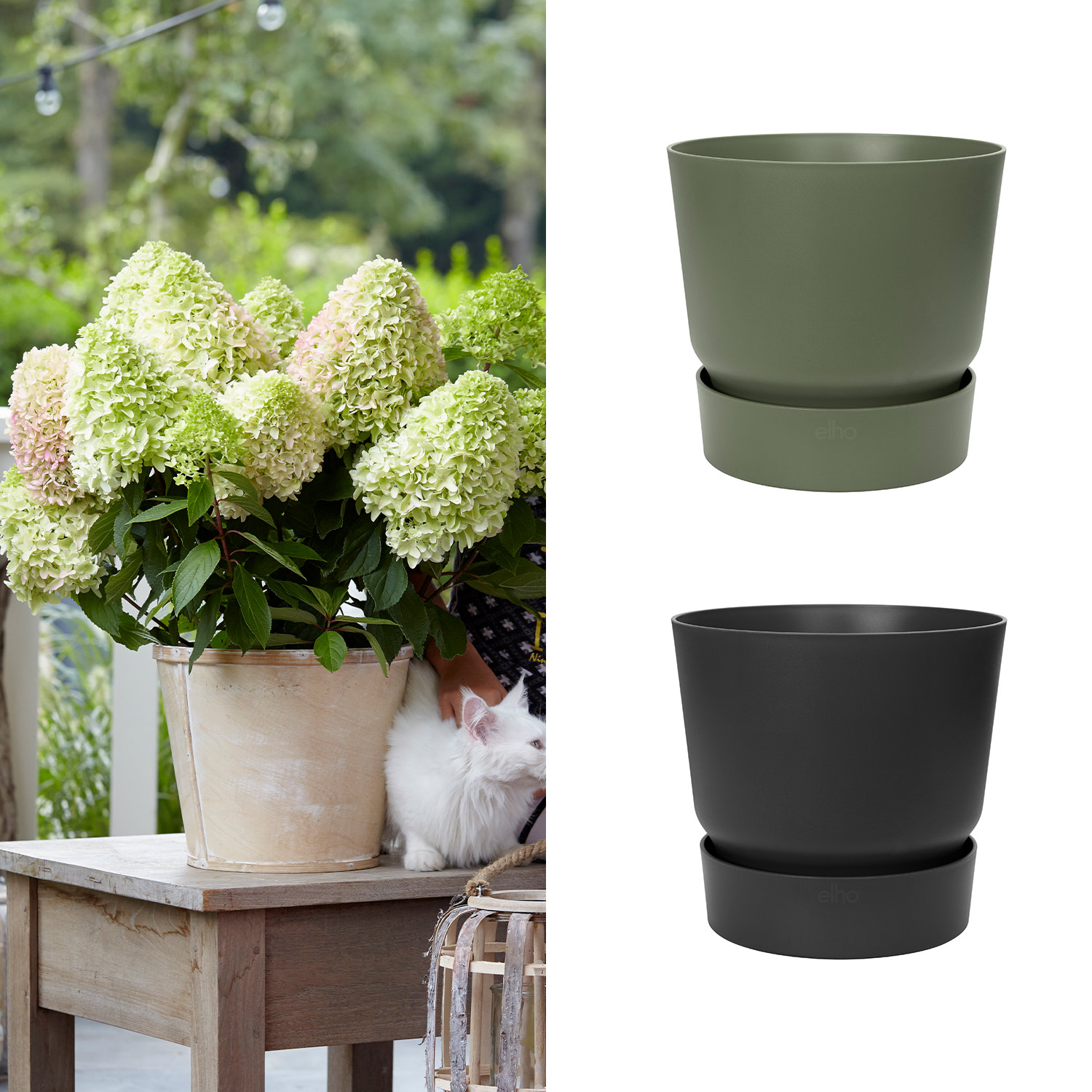 Zwerg-Rispenhortensie 'Little Fresco' mit Topf Zwerg-Rispenhortensie 'Little Fresco' mit Topf