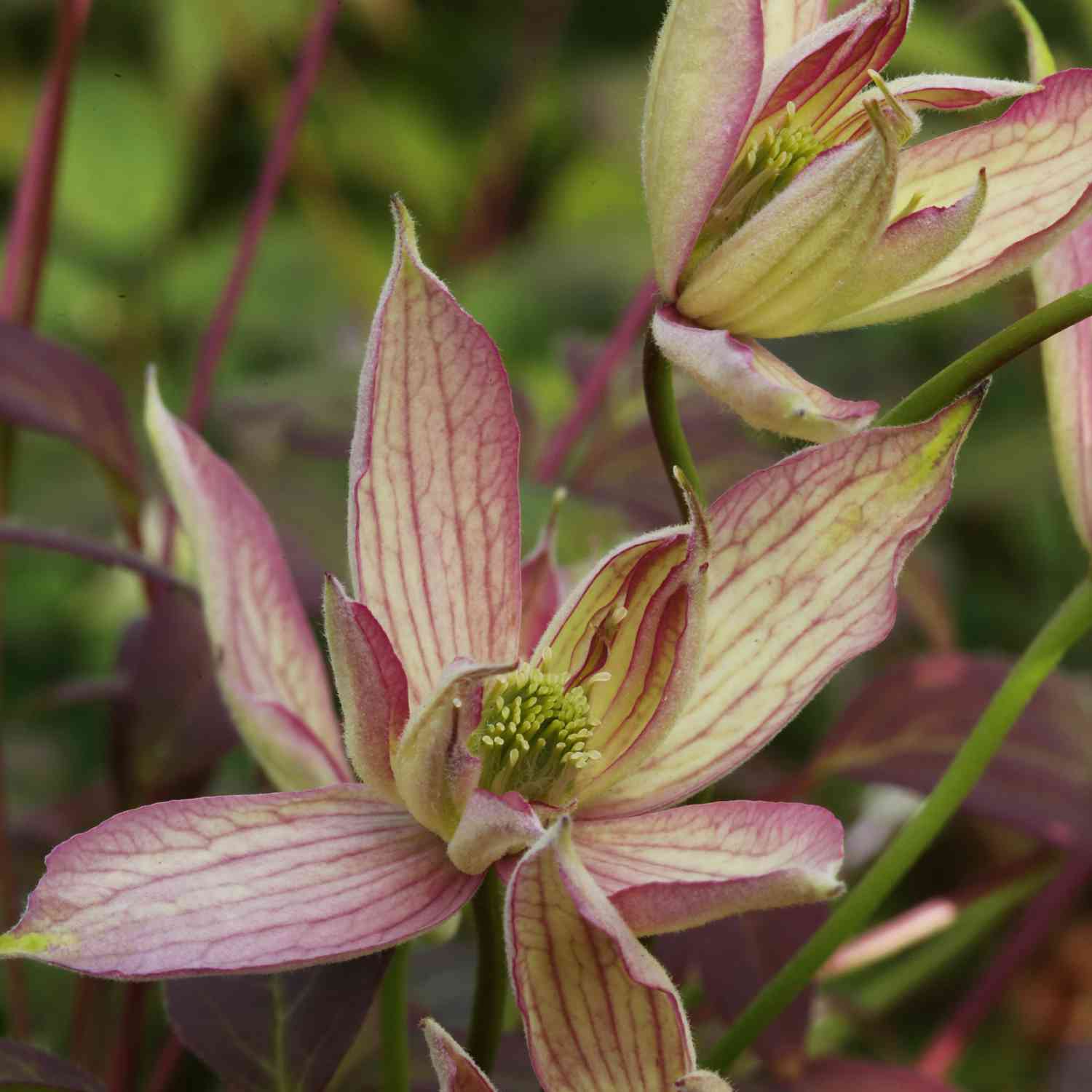 Clematis 'Marjorie'