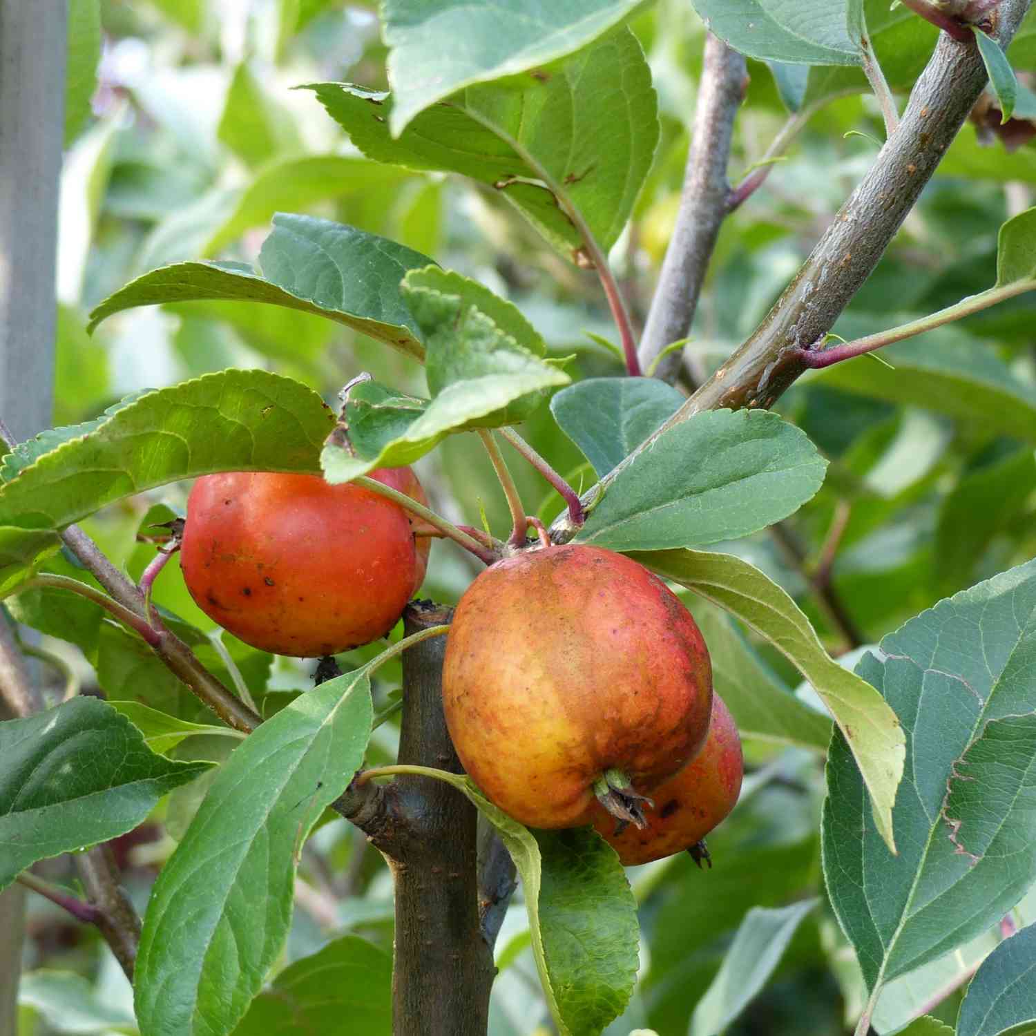 Zierapfel 'John Downie'