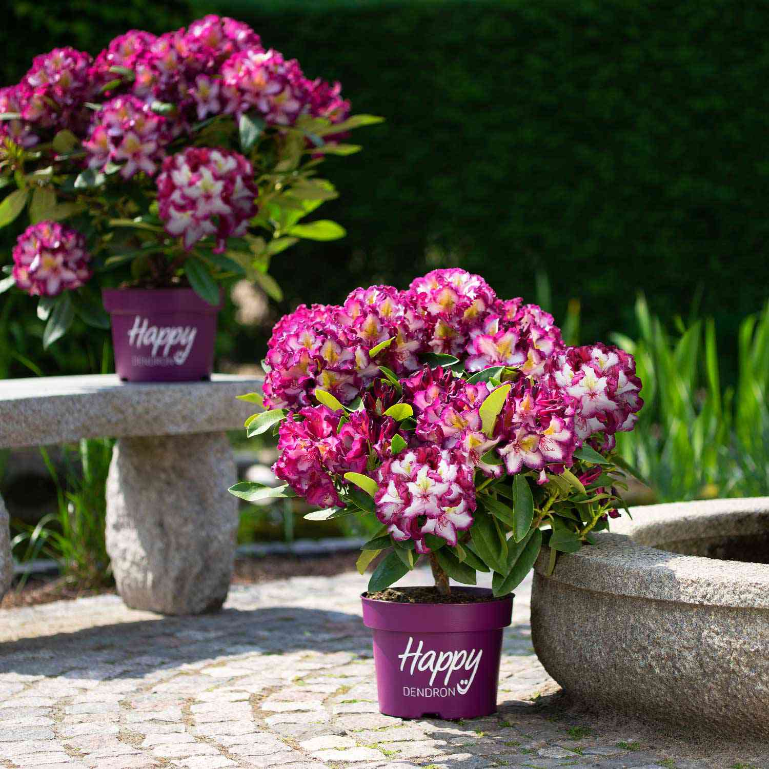 Rhododendron HAPPYdendron® Pushy Purple INKARHO®