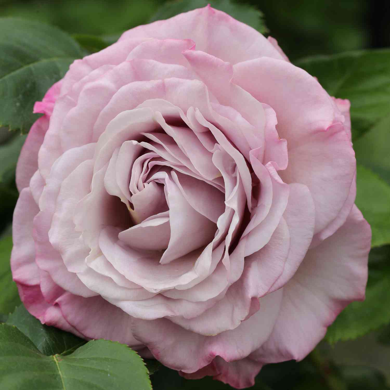 Edelrose 'Blue Girl' Edelrose 'Blue Girl'