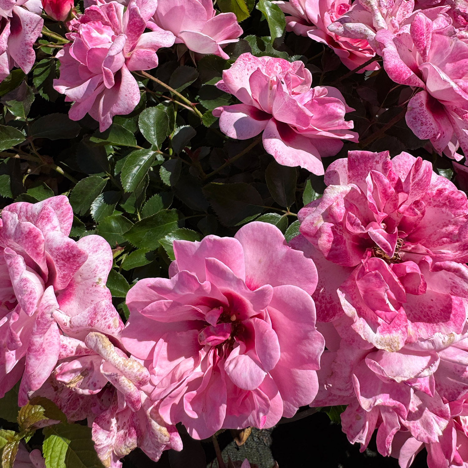 Duftrosen - Persische Rose 'Bright Eyes®' Lieferform: Im 5 Liter Topf - Rosa persica 'Bright Eyes®'