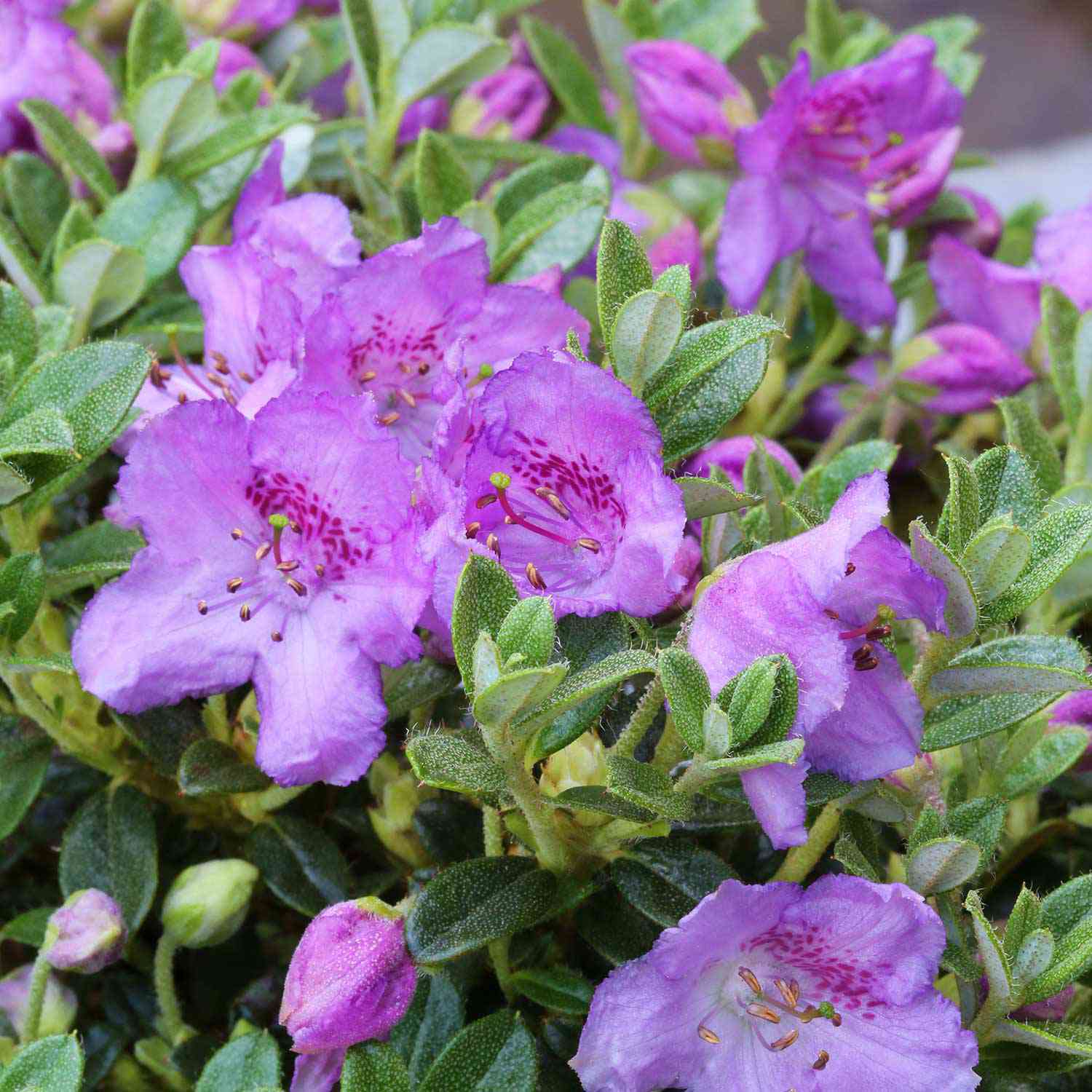 Zwerg-Rhododendron / Rhododendron keleticum Zwerg-Rhododendron / Rhododendron keleticum