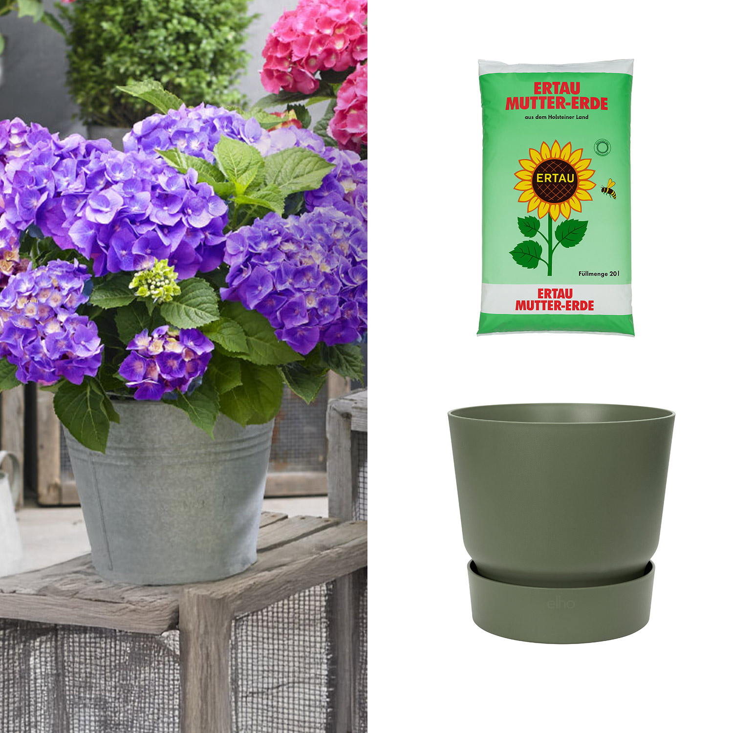 Zwerg-Hortensie 'Little Purple®' mit Topf grün mit Gartenerde 20 Liter Liefergröße: | 1 Ballhortensie & 1 Pflanzkübel