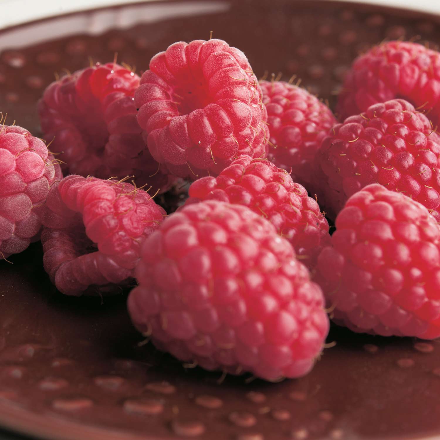 Sommerhimbeere 'Sanibelle®' Liefergröße: 40-60 cm