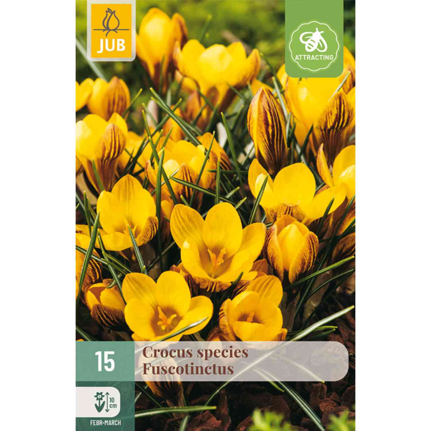 Botanische Krokusse 'Fuscotinctus' - 15 Stück
