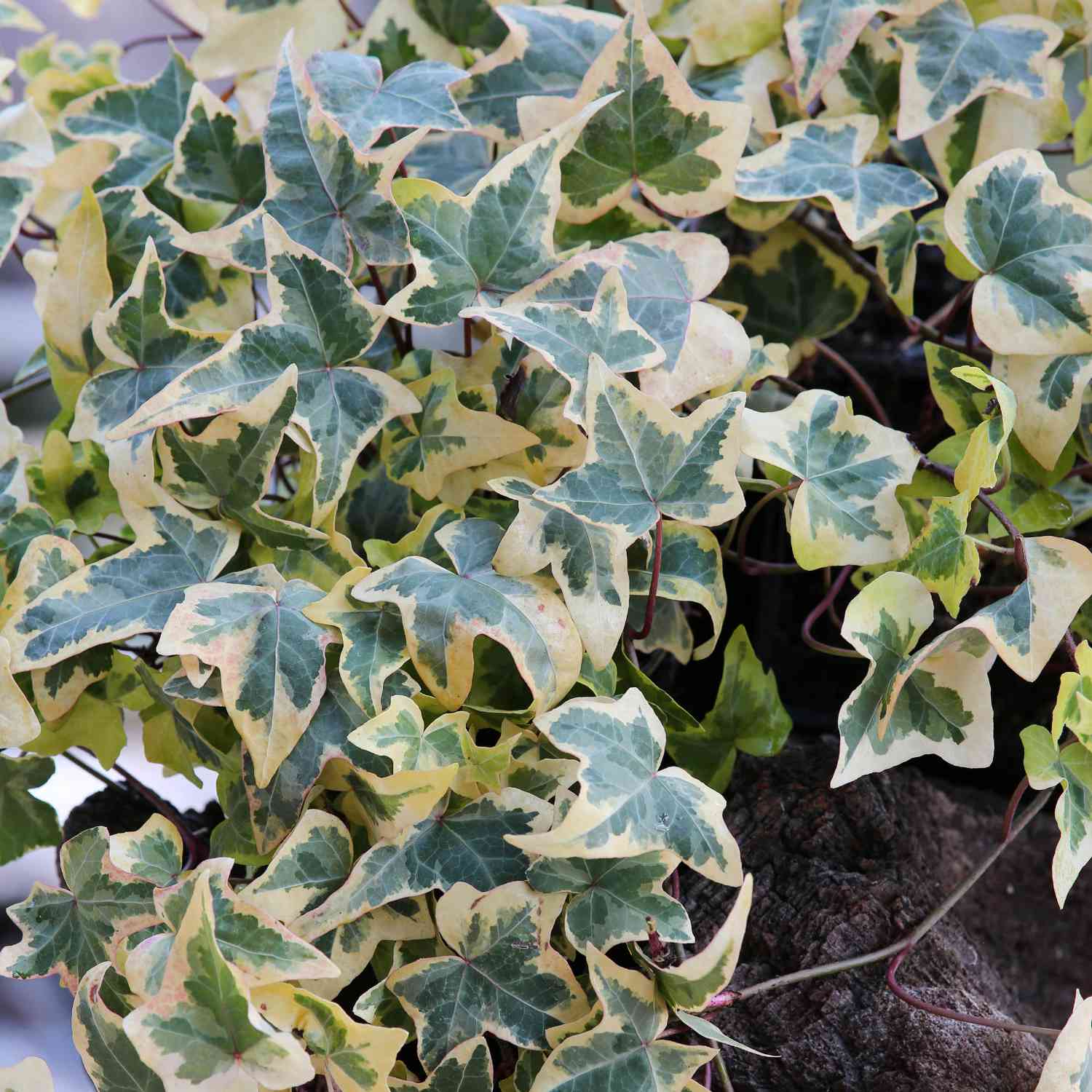 Gelbbunter Efeu 'Goldchild'