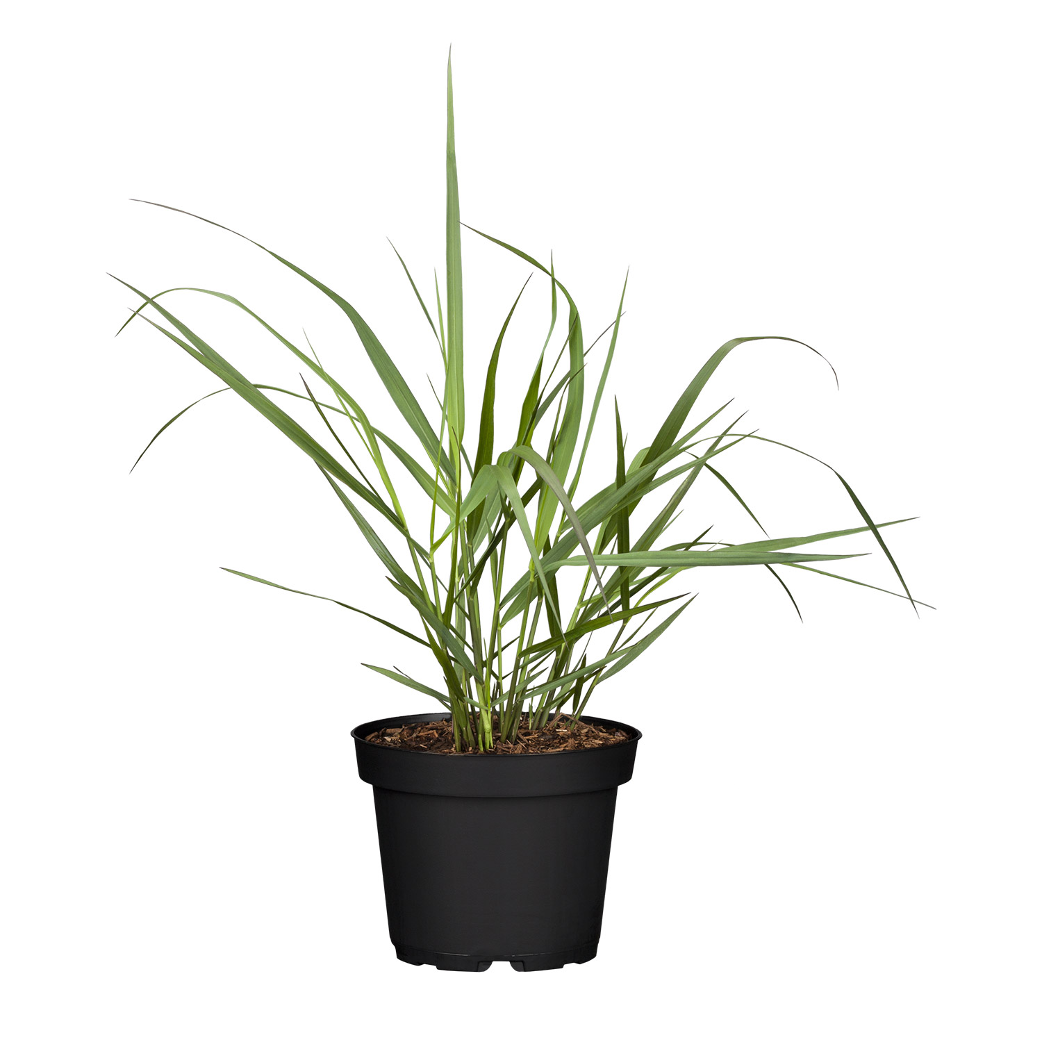 Garten-Ruten-Hirse 'Hänse Herms'
