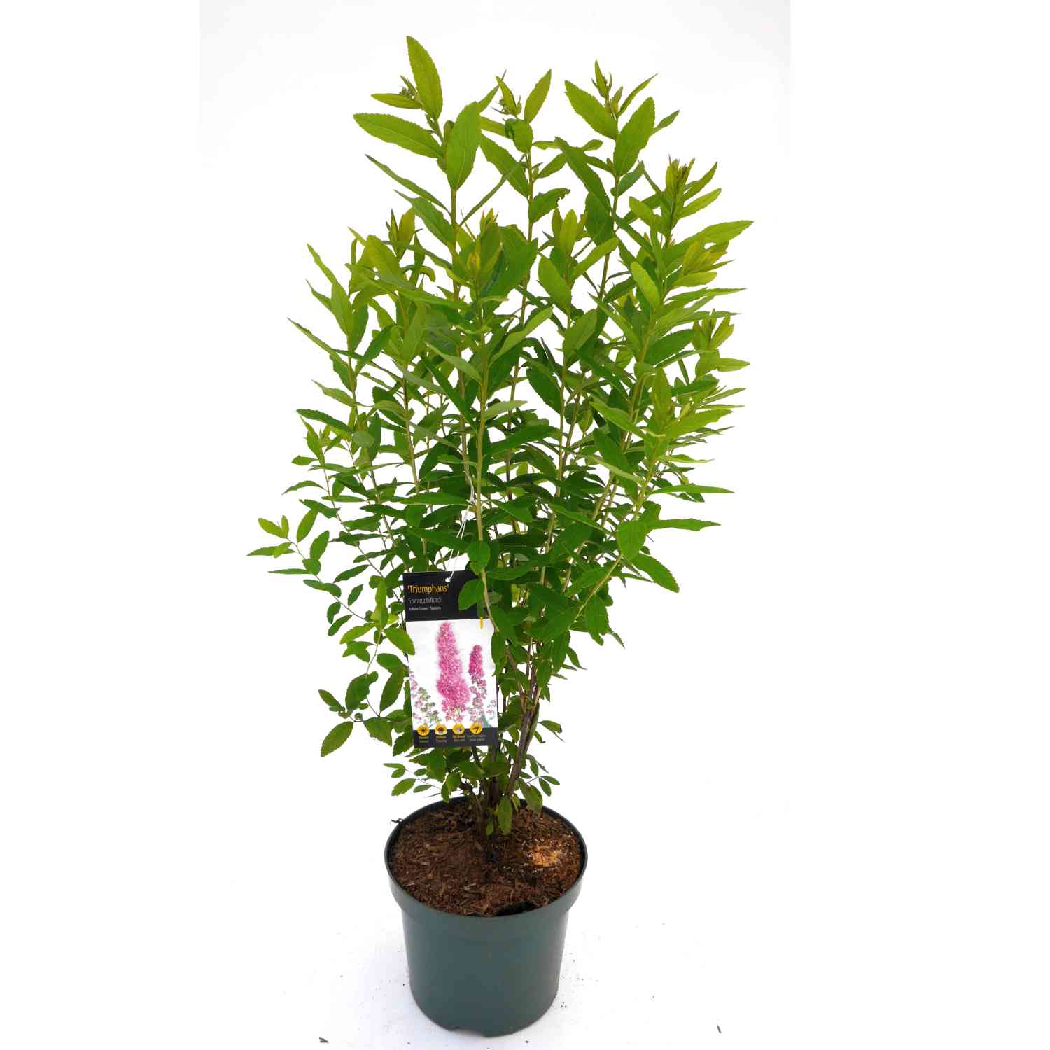 Kolbenspiere 'Triumphans'
