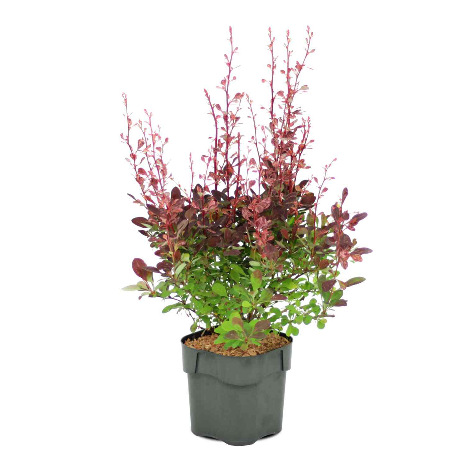 Berberitze 'Rose Glow'