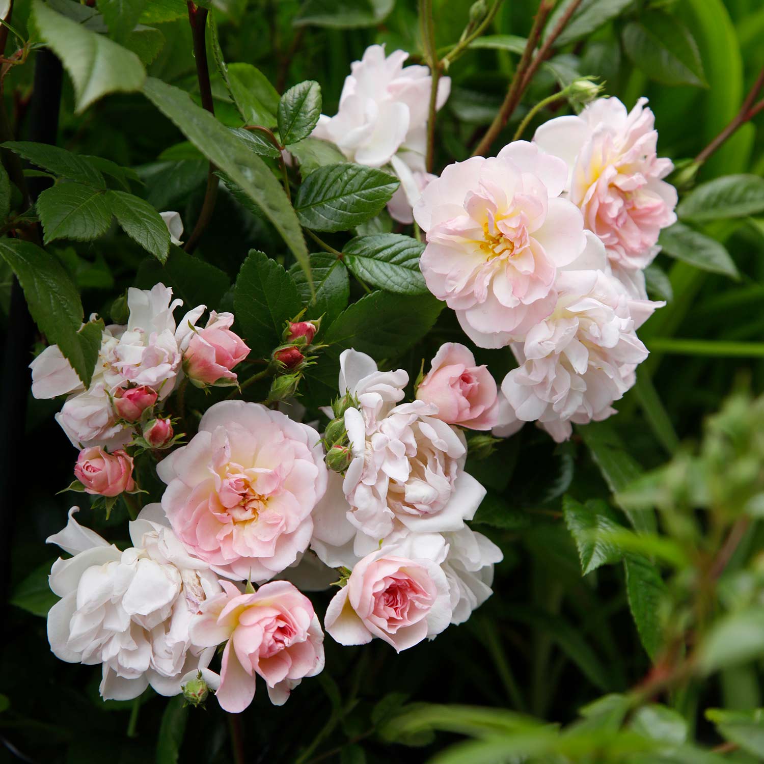 Kletterrose 'Sweet Siluetta®', wurzelnackte Pflanze, 2 - 3 starke Triebe, A-Qualität Lieferform: wurzelnackte Pflanze in A-Qualität, mindestens 2 Triebe