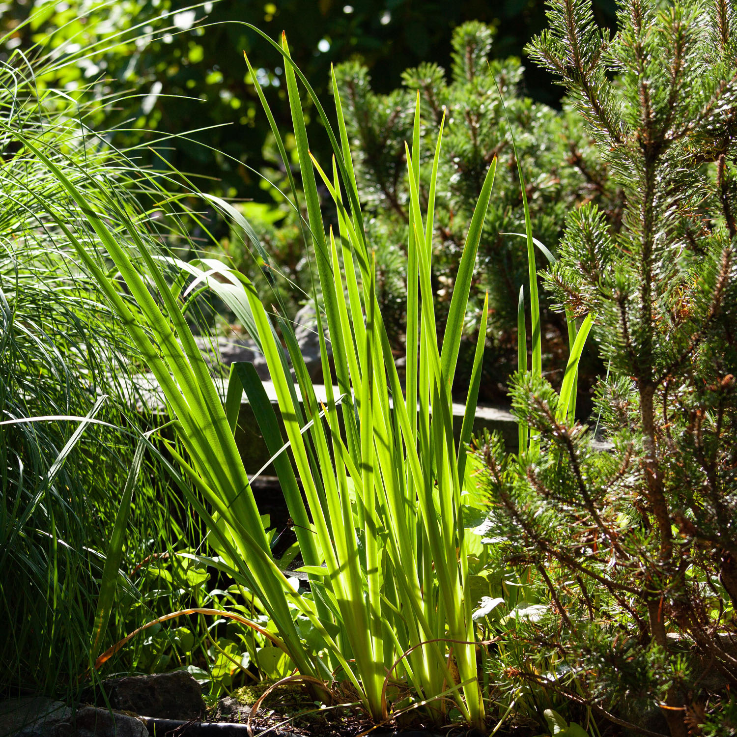 Kategorie <b>Produkt ohne Kategoriezuordnung </b> - Heimische Sumpf-Schwertlilie Lieferform: Im 9 cm Topf - Iris pseudocorus