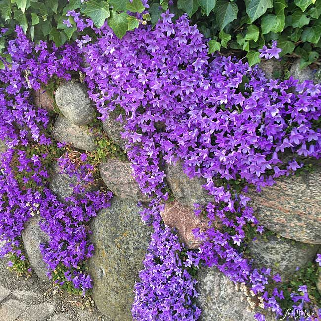 Sternglockenblume - Dalmatiner Glockenblume - 3 Stück Liefergröße: | 3 Stück