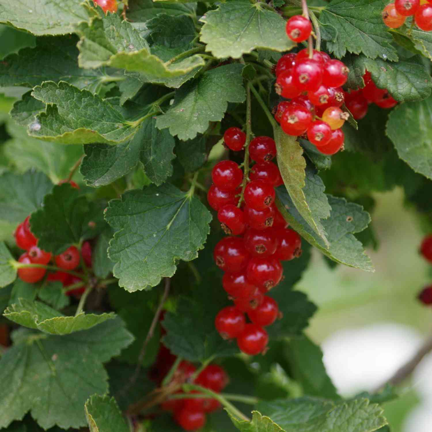 Rote Johannisbeere 'Rolan'