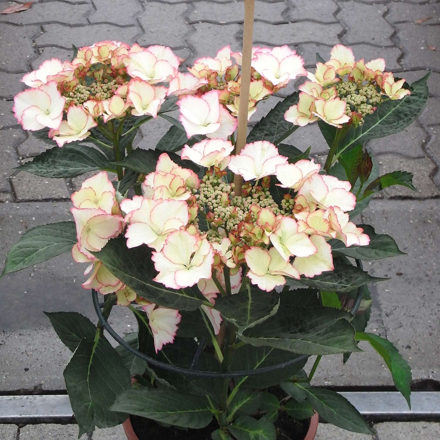 Gartenhortensie 'Love you Kiss'