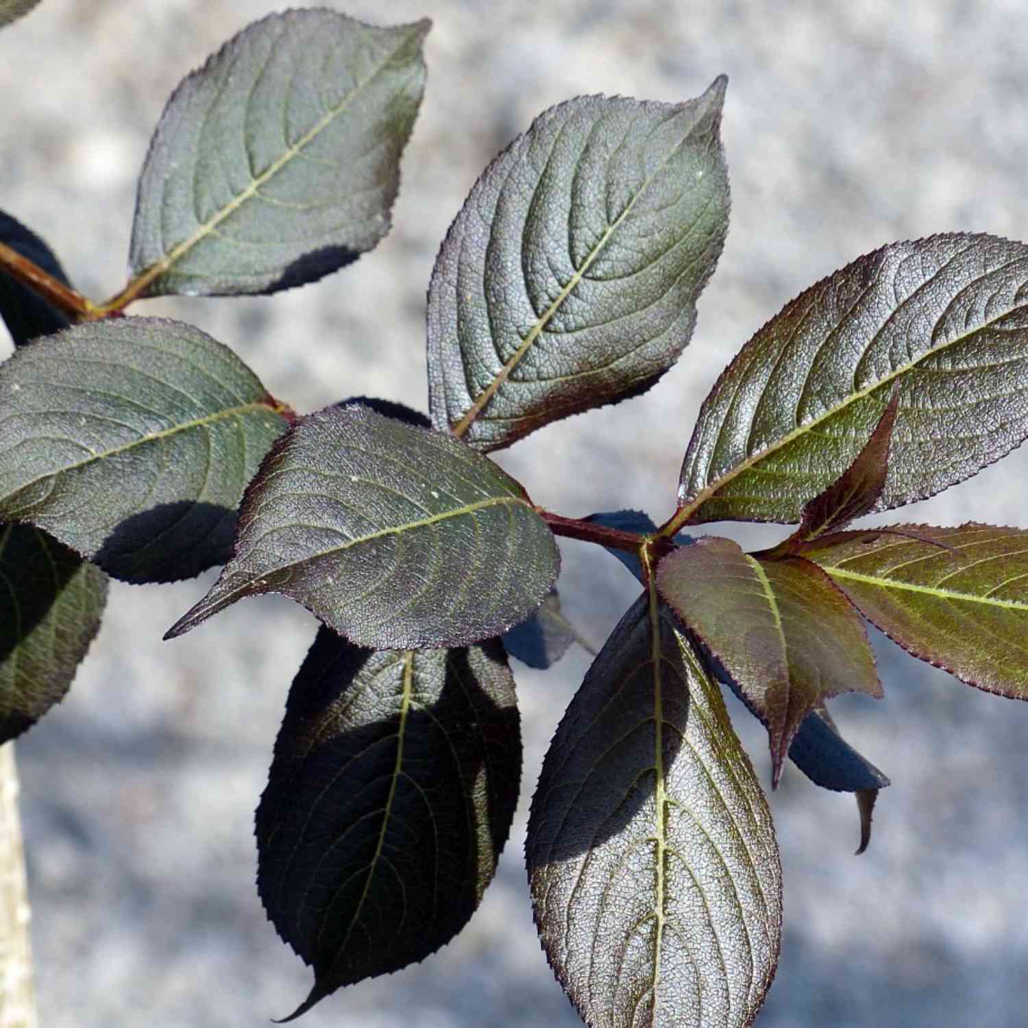 Zwerg-Weigelie 'Minor Black®'