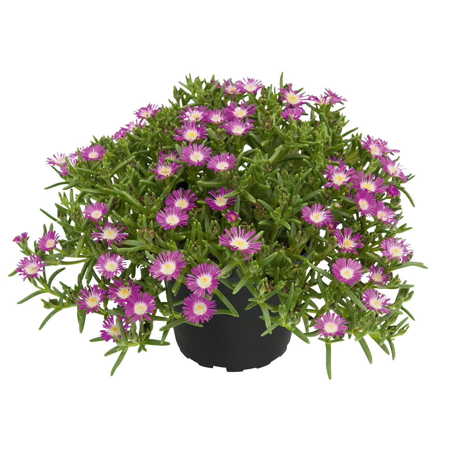 Mittagsblume 'SunDiamonds Rose'