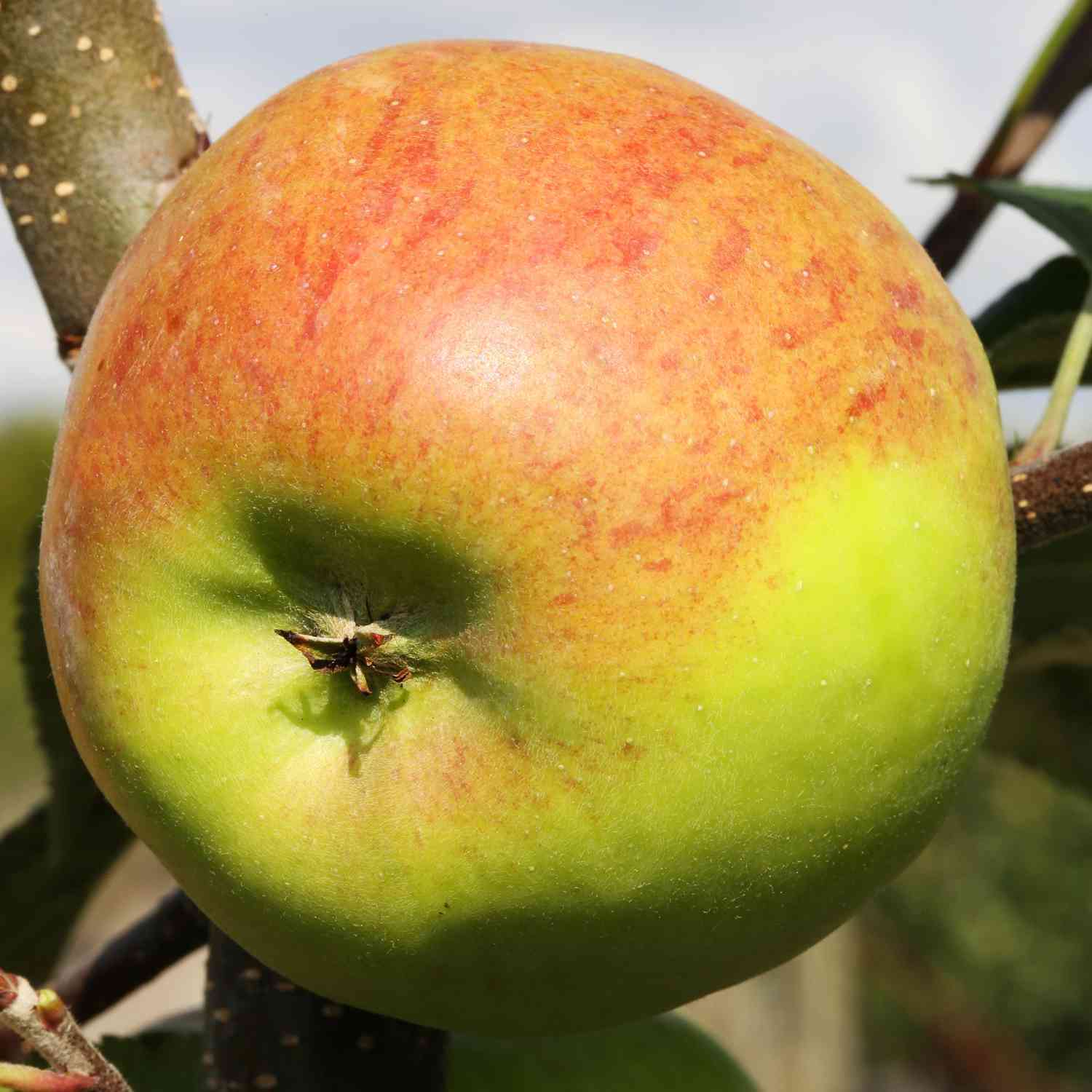 Zwerg-Apfel 'Topaz®' - Busch